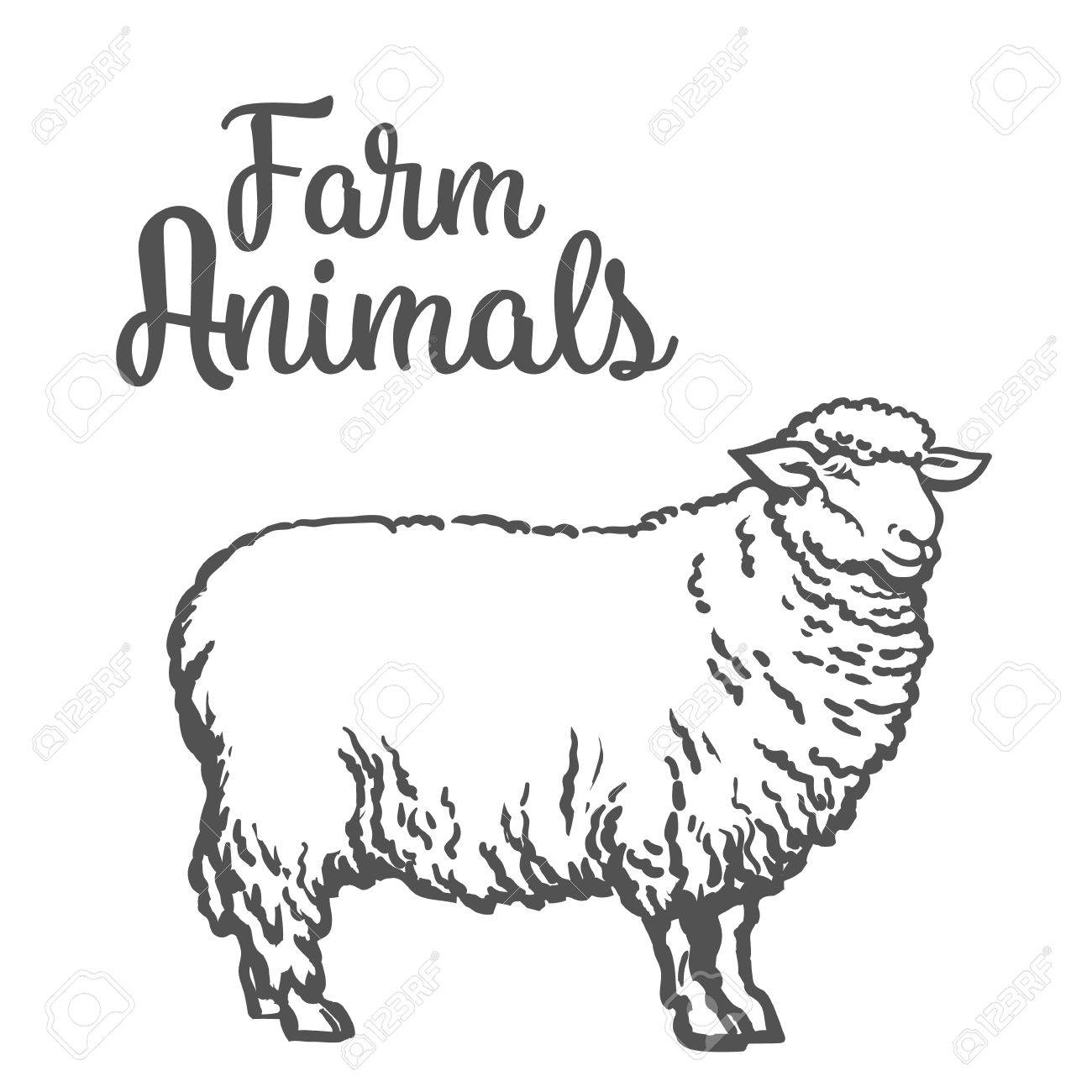 1300x1300 White Sheep Isolated, Sketch Drawn By Hand On A Light Background