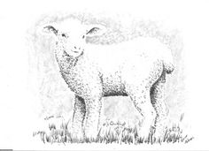 236x171 Sheep Realistic Drawing Step By Step