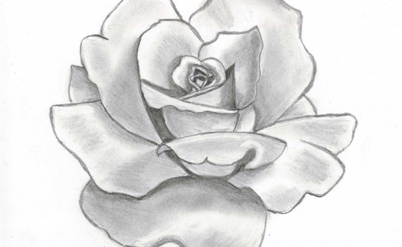 800x491 Realistic Drawing Of Flower Gardening Flower And Vegetables