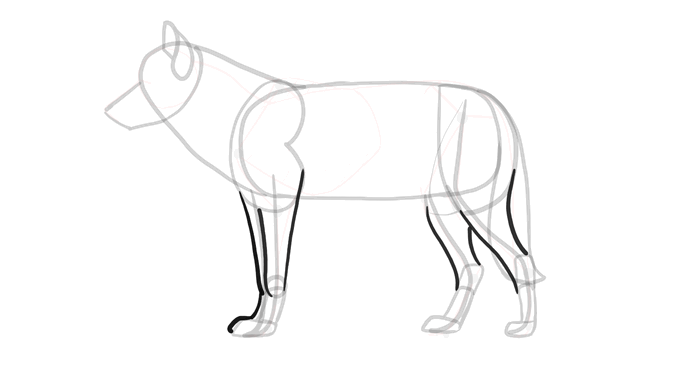 688x365 How To Draw A Wolf Head And Shoulders, Knees And Paws