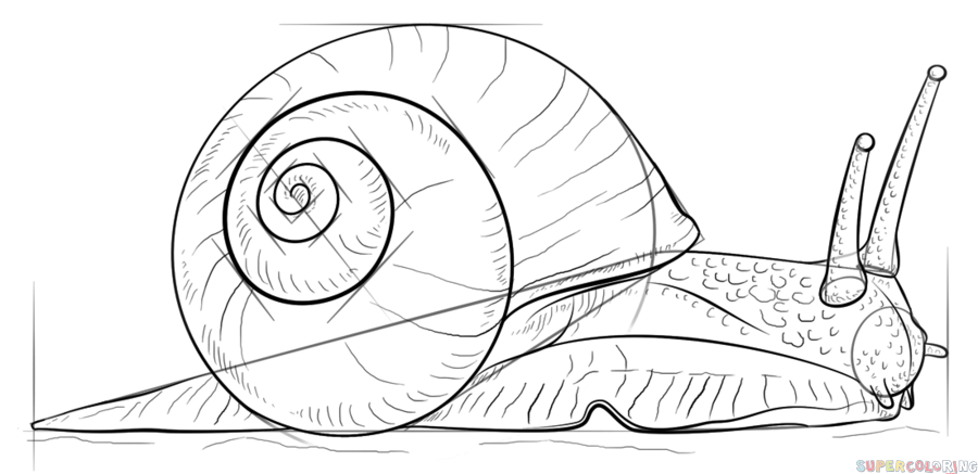 900x437 How To Draw A Snail Step By Step Drawing Tutorials