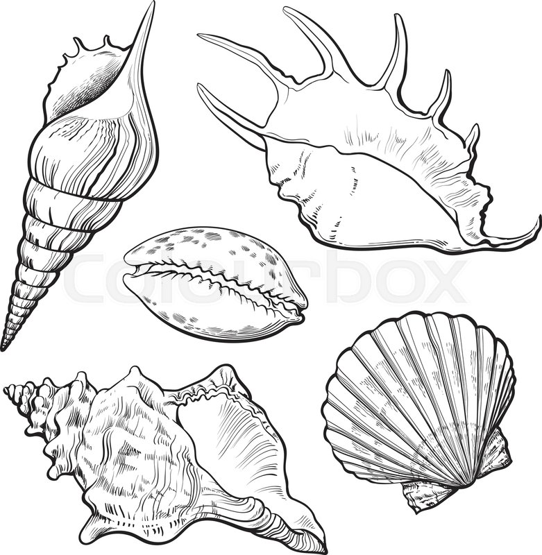 781x800 Set Of Various Beautiful Mollusk Sea Shells, Sketch Style
