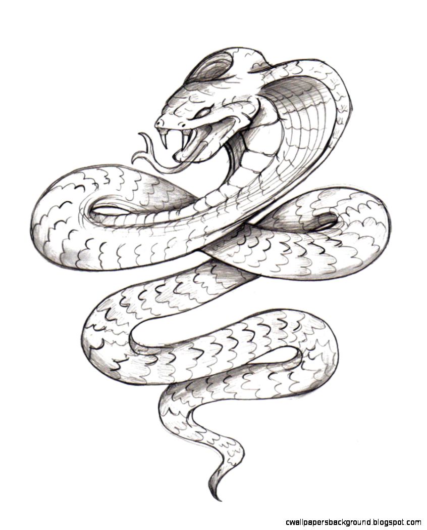 846x1048 Realistic Snake Drawing Wallpapers Background