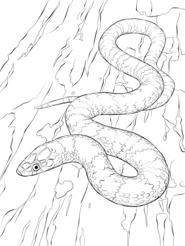 360x480 Snakes Coloring Pages Free Coloring Pages