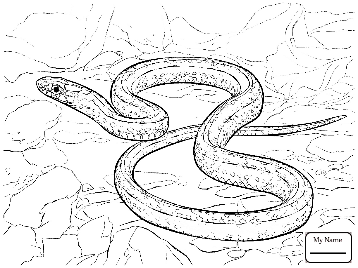1224x918 Realistic Snakes Mongoose Fighting Cobra Reptiles Coloring Pages