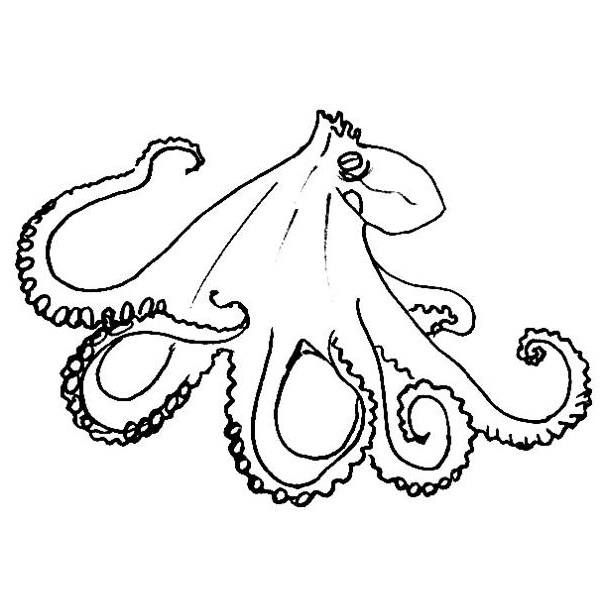 Realistic Squid Drawing