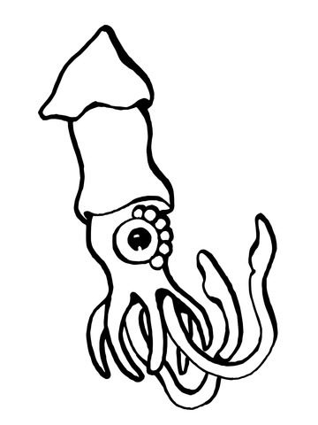 360x480 European Squid Coloring Page Free Printable Coloring Pages