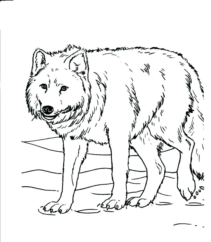 728x833 Cool Realistic Animal Coloring Pages Fee Real Medium Size