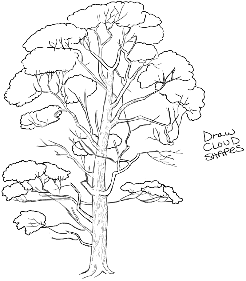 800x913 How To Draw Trees