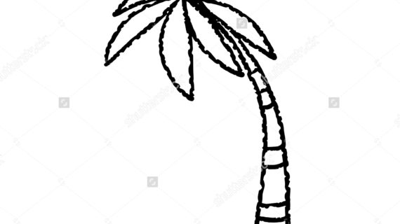 570x320 Palm Tree Line Drawing How To Draw Realistic Palm Trees