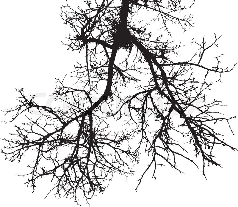 800x697 Realistic Tree Branches Silhouette (Vector Illustration)eps10