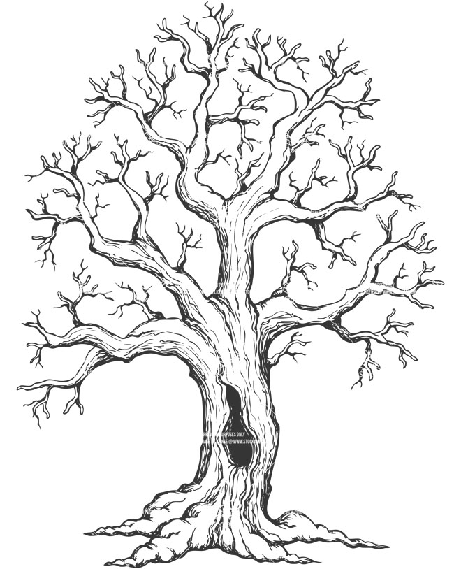 660x814 Tree Drawing 8 Tree Drawing