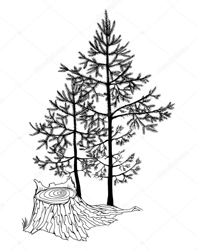 808x1024 Small Fir Trees In A Forest Stock Vector Irina Oksenoyd