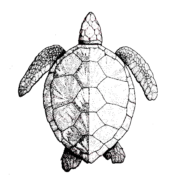 583x631 Green Sea Turtle Drawing