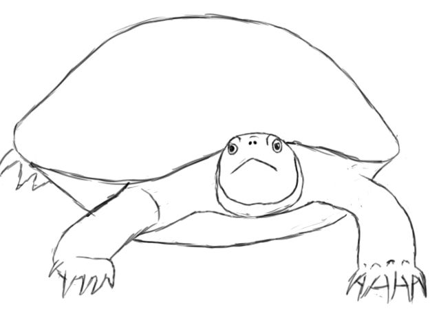 625x475 Best Draw Turtle Ideas On How To Draw Turtle,