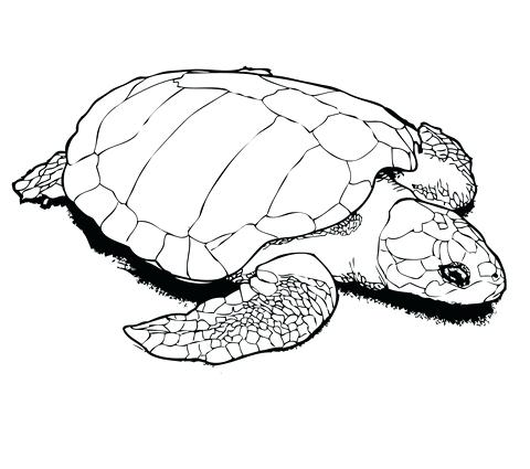 480x425 Coloring Page Of Turtle Sea Turtle Coloring Page Realistic