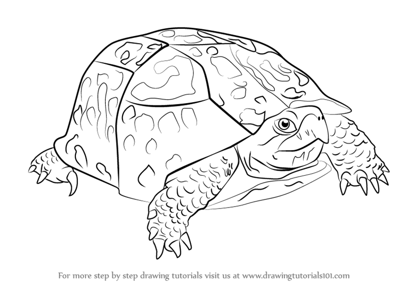 800x565 Step By Step How To Draw An Eastern Box Turtle
