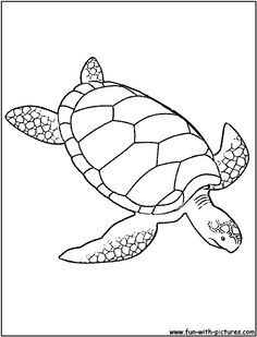 236x309 Images Of Turtle Drawings