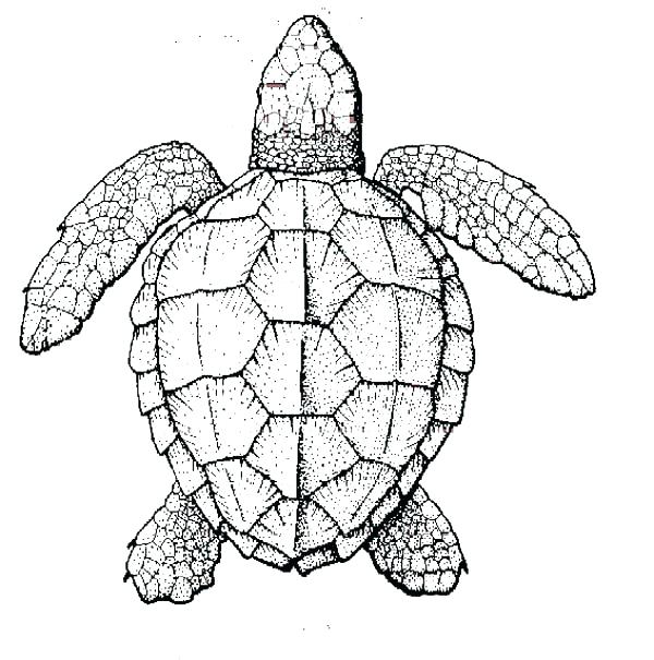 600x605 Coloring Pages Of Sea Turtles Sea Turtles Coloring Pages Coloring