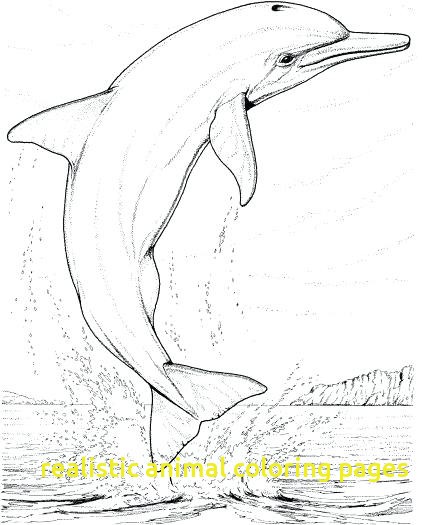 422x525 Realistic Animal Coloring Pages With Superb Realistic Animal