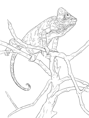 360x480 Realistic Veiled Chameleon Coloring Page Free Printable Coloring