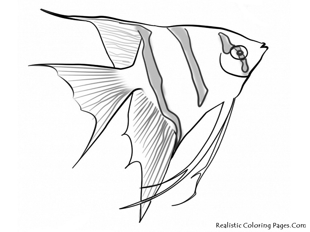1024x768 Sea Life Coloring Pages Realistic Coloring Pages