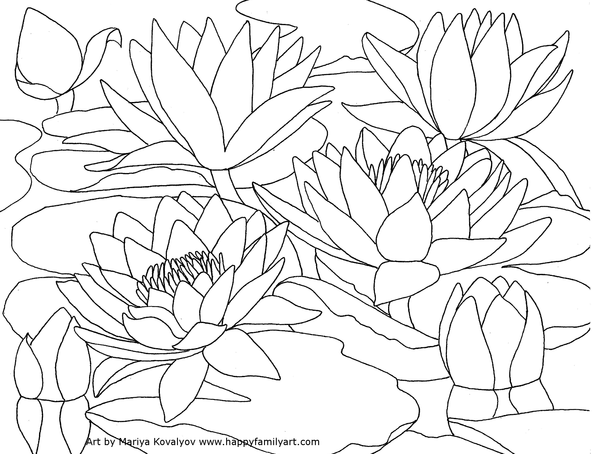2000x1535 Water Lily Coloring Page Water Lily Coloring Sheet