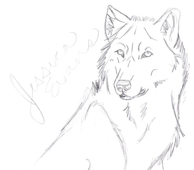 640x564 Realistic Wolf Sketch Headshot By Whenitallxfalls