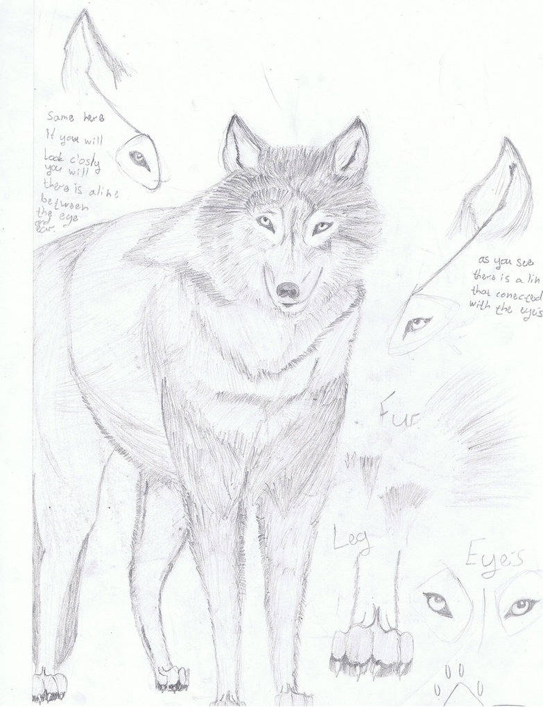 783x1020 Another Realistic Wolf Draw By Wolfsoulkeeper