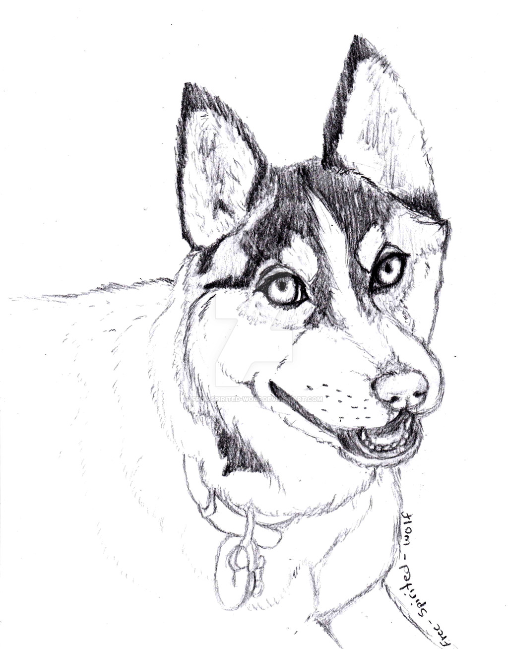 1024x1308 Wip (Realistic) Siberian Husky Drawing By Free Spirited Wolf