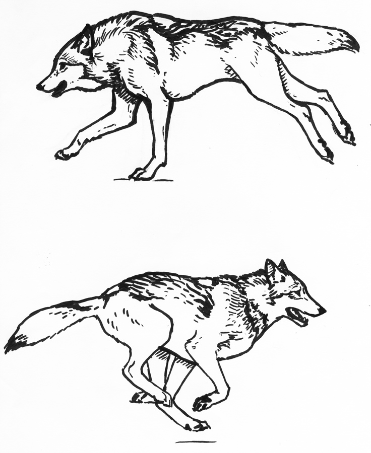 736x900 Wolf Running Sketches By