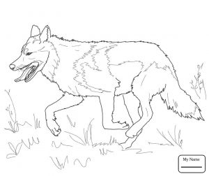 300x252 Free Printable Red Wolf Coloring Page Animals Sheets Pages Stock
