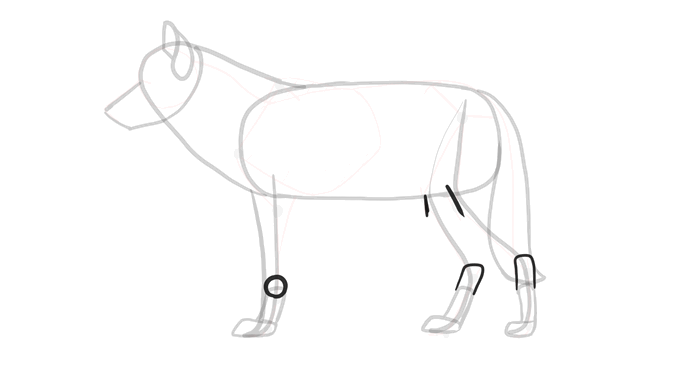 688x365 How To Draw A Wolf Head And Shoulders, Knees And Paws