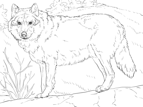 480x360 Grey Wolf Coloring Page Free Printable Coloring Pages