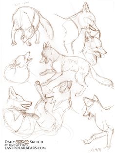 236x314 Le Lion Dessin Animalier Lion, Le And Article Html