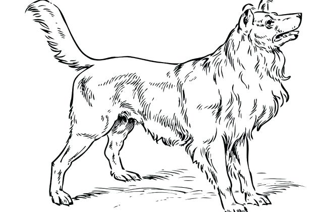 640x420 Realistic Puppy Coloring Pages Charming Realistic Puppy Coloring