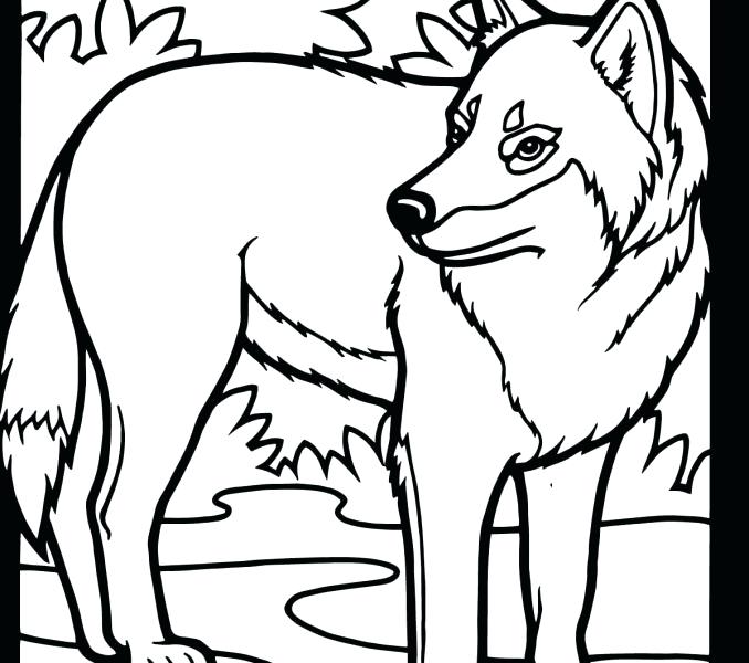 Realistic Wolves Drawing at GetDrawings | Free download