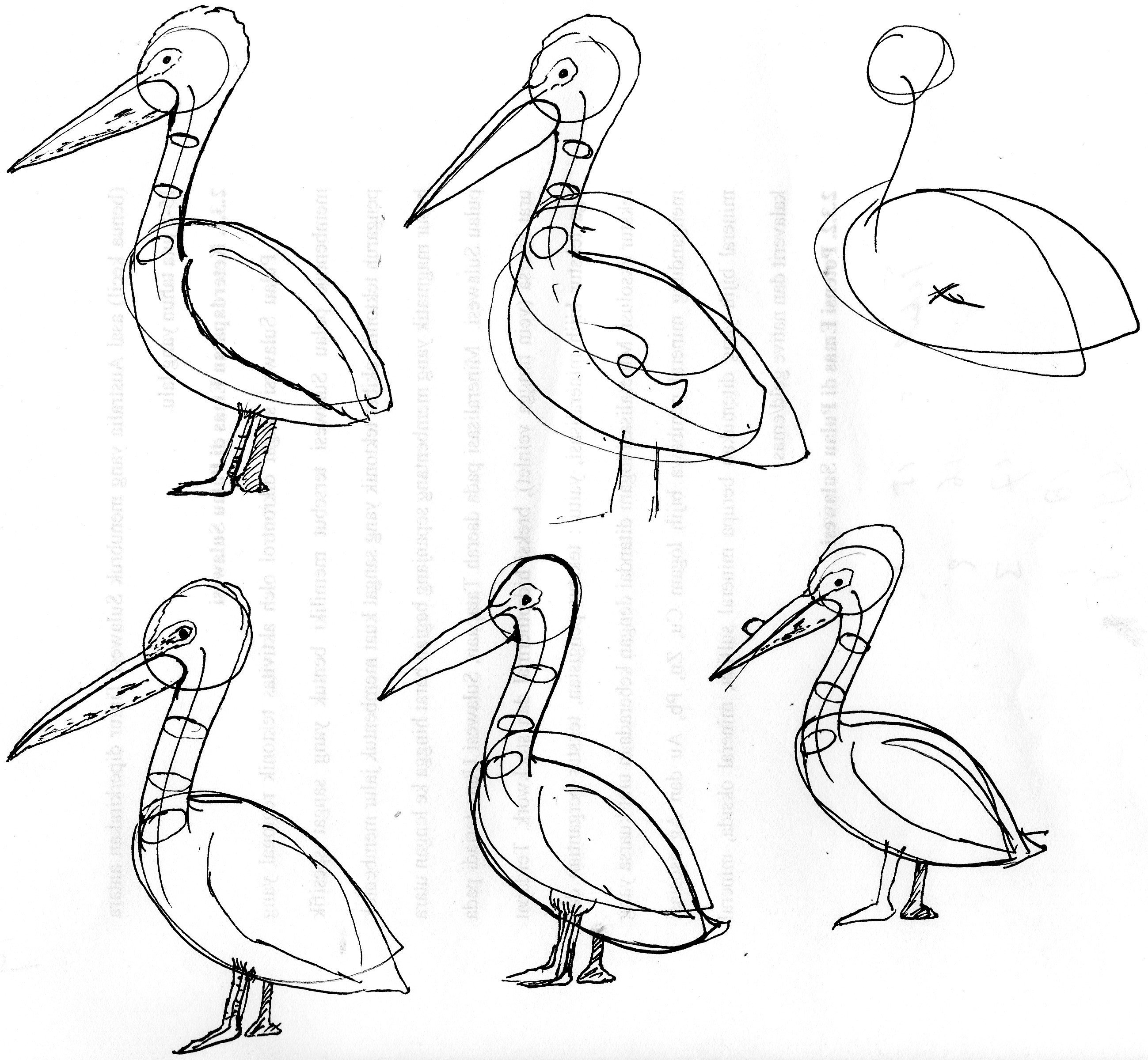 2598x2400 Lesson 5 Animals