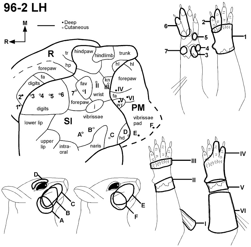 830x817 Recording Sites In R, Si, And Pm (Top Left), And Corresponding