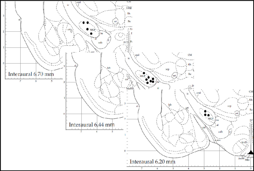 850x573 Stereotactic Coordinates Of Recording Sites For 15 Sample Neurons