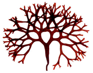 300x236 Chondrus Crispus Embrc France