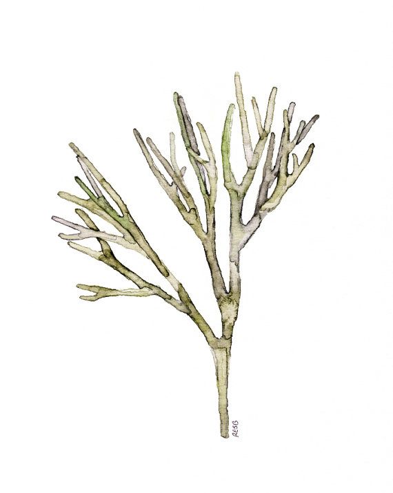 570x714 49 Best Plants Images On Watercolor Painting, Seaweed