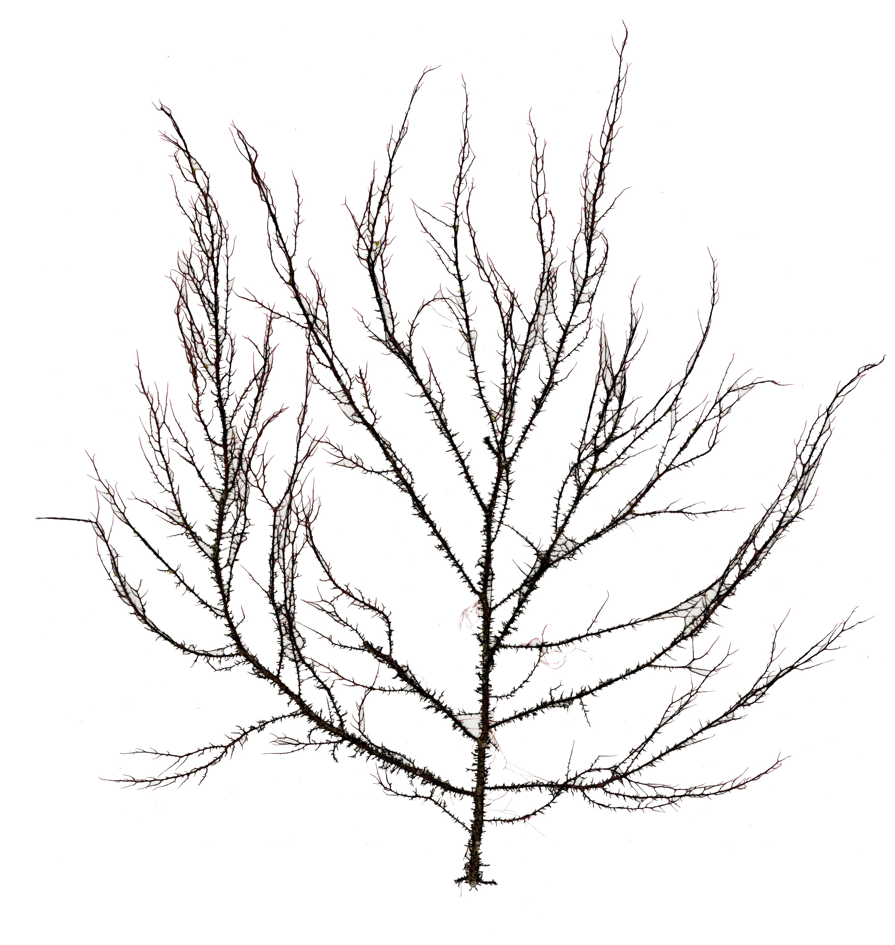 3788x4000 Marine Red Algae Of Kamakura