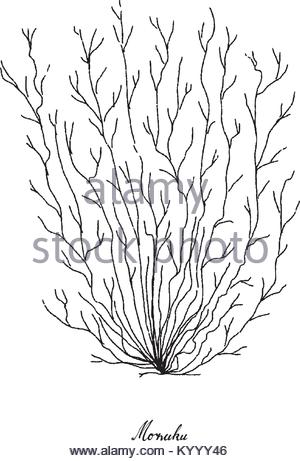 300x461 Sea Vegetables, Illustration Background Of Hand Drawn Sketch Dulse