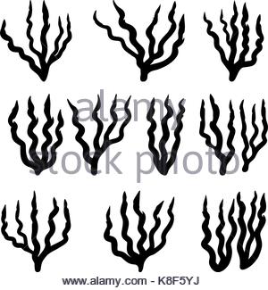 300x325 Red Algae Silhouette Vector Symbol Icon Design. Beautiful Stock