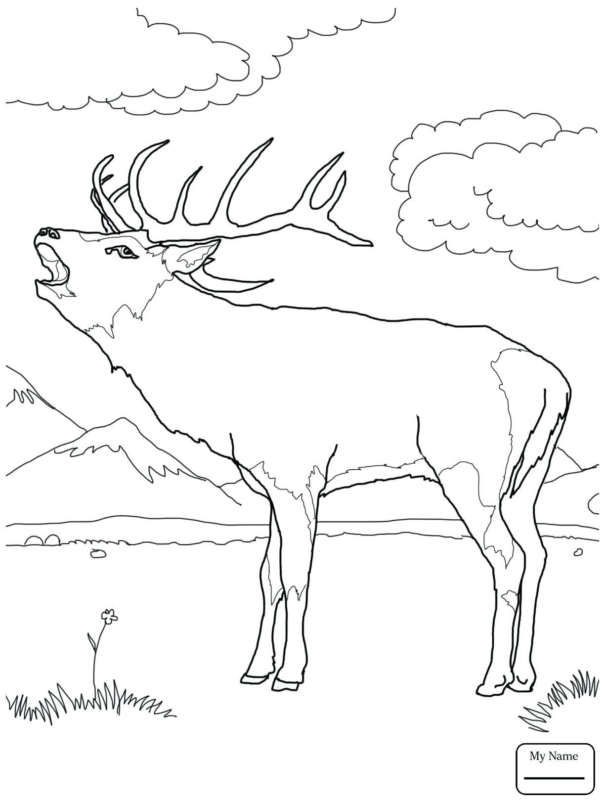 1224x1632 Coloring Coloring Pages Deer