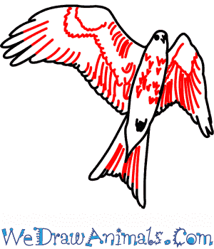 300x350 How To Draw A Red Kite