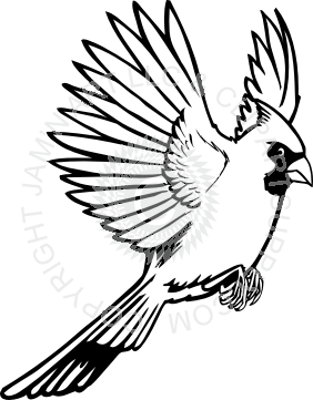 282x361 Red Cardinal Flying Drawing Images Amp Pictures