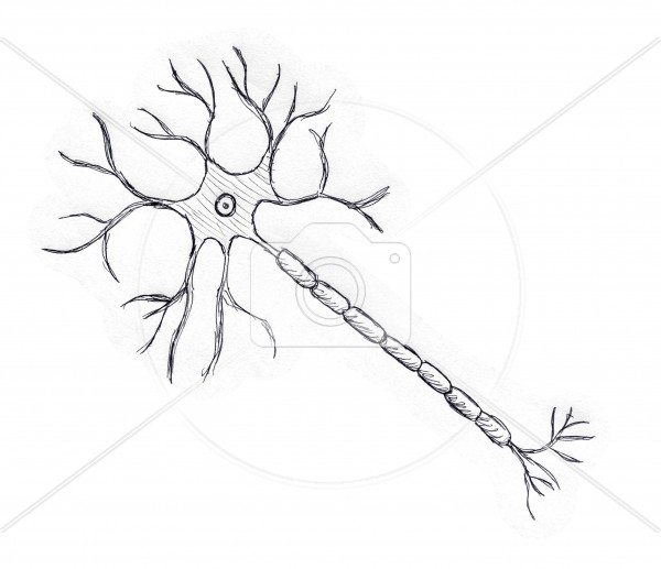 600x517 Neuron Drawing