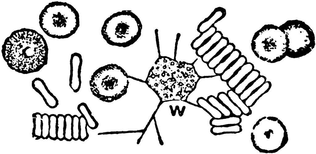 1024x498 Red And White Blood Cells Clipart Etc